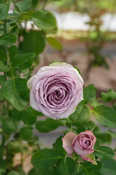 在青翠的花园中紧贴美丽的玫瑰花朵 — 图库照片
