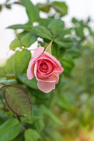 在青翠的花园中 紧贴美丽的鲜红玫瑰花朵 — 图库照片