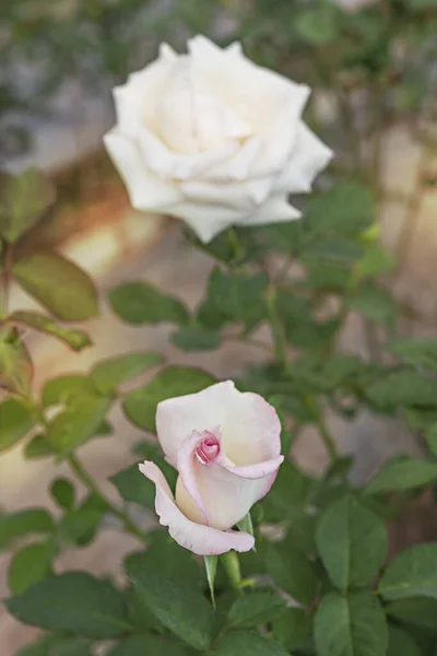 Zbliżenie Piękne Świeże Kwiaty Róży Zielonym Ogrodzie — Zdjęcie stockowe