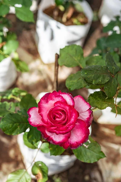 Närbild Vackra Färska Röda Ros Blomma Grön Trädgård — Stockfoto