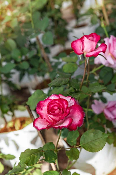 Zbliżenie Piękne Świeże Różowe Kwiat Róży Zielonym Ogrodzie — Zdjęcie stockowe
