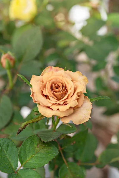 Närbild Vackra Färska Gula Ros Blomma Grön Trädgård — Stockfoto