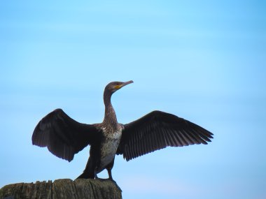 Cormoran-001