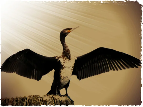 Cormorant-003 — Stock Photo, Image