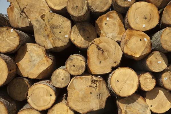 Wood logs — Stock Photo, Image