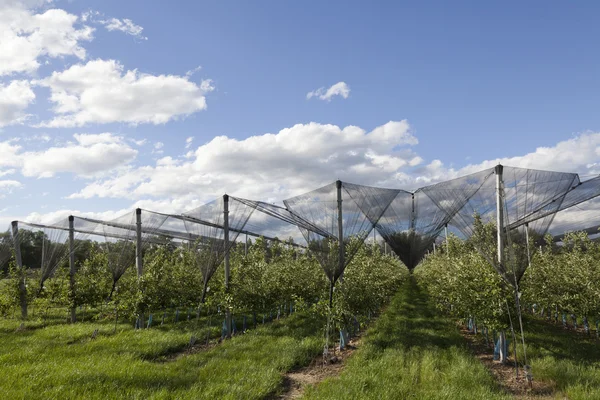 Manzanos lendscape — Foto de Stock