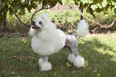 Çimlerde beyaz kaniş