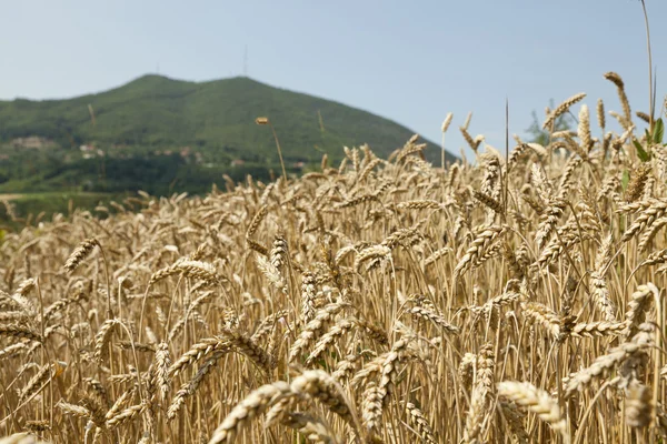 Campo de trigo maduro — Foto de Stock