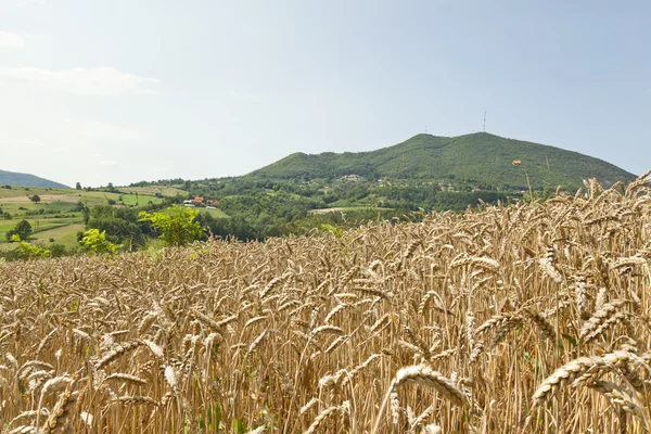 Campo di grano maturo — Foto Stock