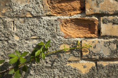 yosun büyüyen ile eski tuğla duvar