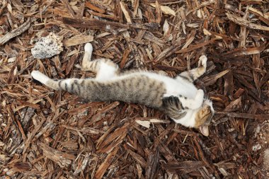 Tembel bir kedi pisi balığının üzerinde dinlenir.