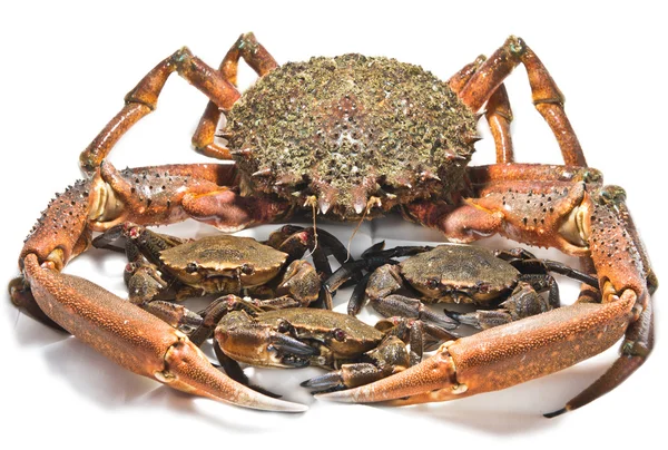 Crayfish and crabs — Stock Photo, Image