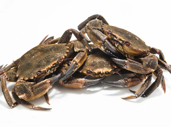 Swimming crabs — Stock Photo, Image