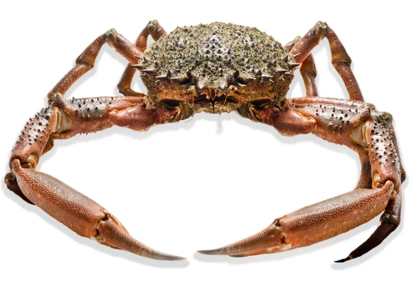 Grote krab — Stockfoto