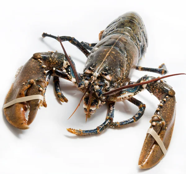 Homard — Photo