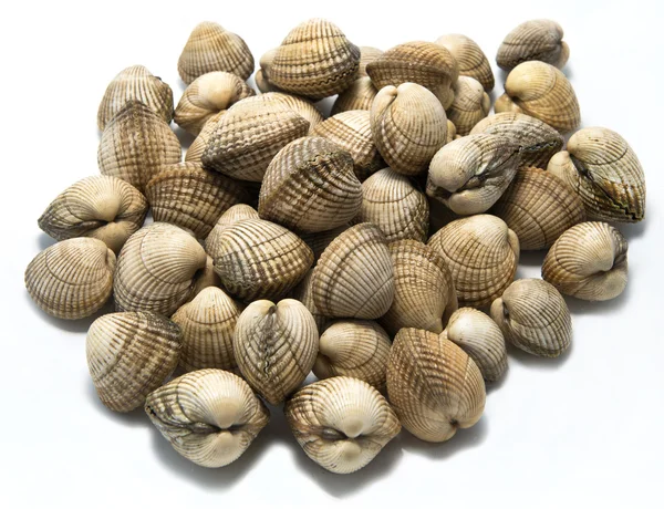 Conchas frescas, concha comum — Fotografia de Stock