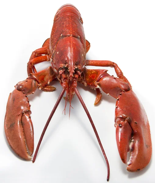 Lobster — Stock Photo, Image