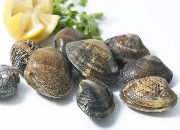 Fresh Clam — Stock Photo, Image