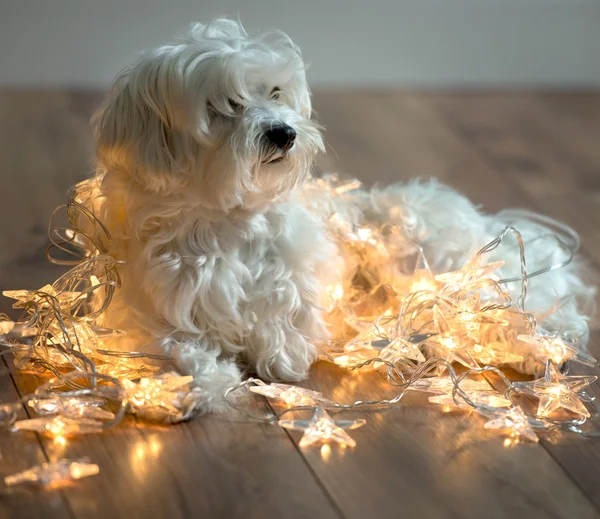 Christmas Dog — Stock Photo, Image