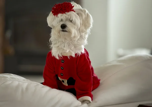 Weihnachtshund — Stockfoto