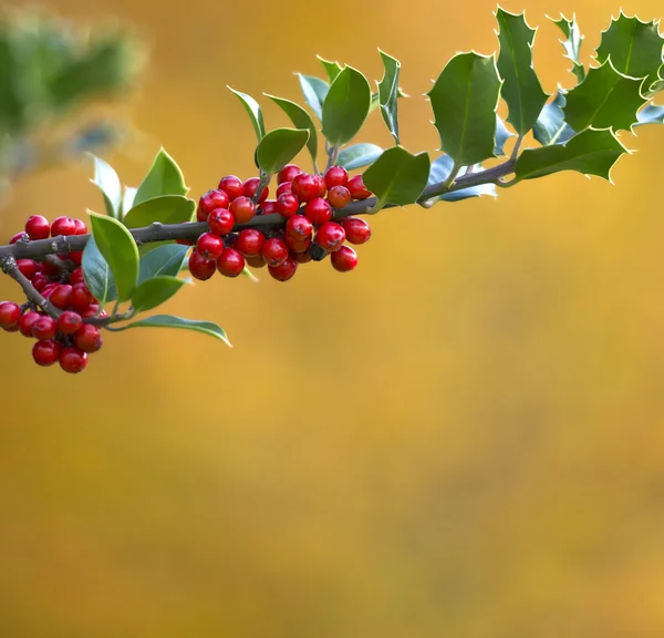 Holly bär och glänsande gröna blad — Stockfoto