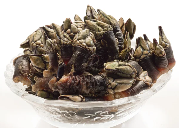Un manojo fresco de barnacle —  Fotos de Stock