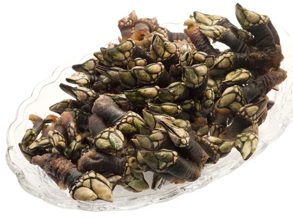 barnacle taze bir demet