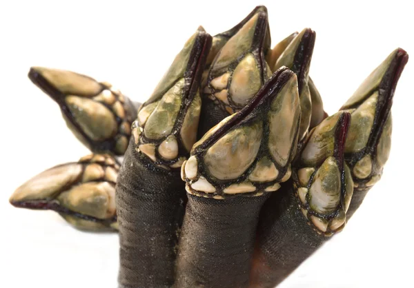 A fresh bunch of barnacle — Stock Photo, Image