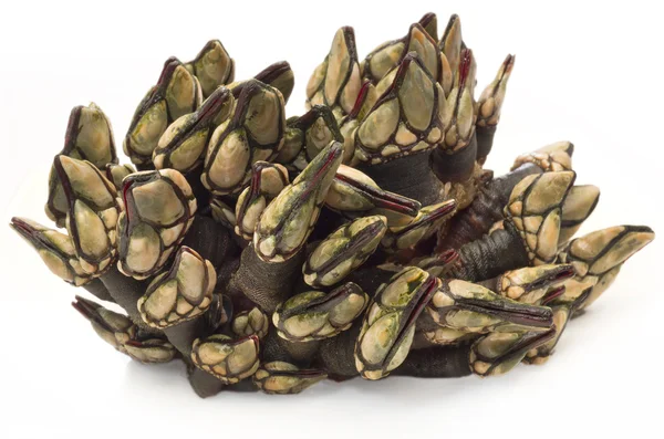barnacle taze bir demet