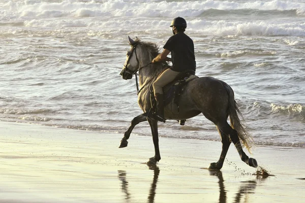 Jóvenes y su caballo galopan a lo largo de la playa —  Fotos de Stock