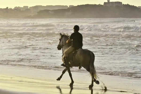 Jóvenes y su caballo galopan a lo largo de la playa — Foto de Stock