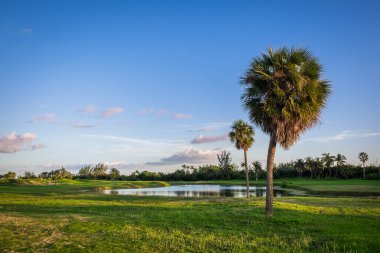 Gün batımında, Grand Cayman, Cayman Adaları 'ndaki golf sahasında palmiye ağacı.