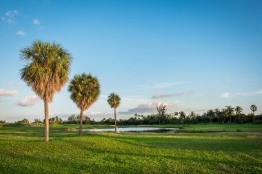 Gün batımında, Grand Cayman, Cayman Adaları 'ndaki golf sahasında palmiye ağacı.