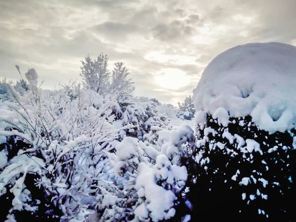 Vista Los Arbustos Cubiertos Por Grueso Lecho Nieve Sur Francia — Foto de Stock