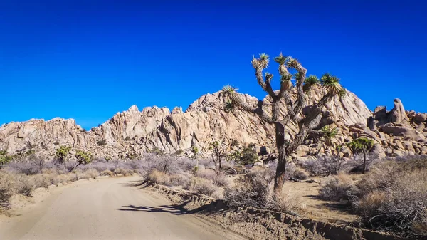 Joshua Tree Ulusal Parkı, Kaliforniya, ABD 'deki toprak pist manzarası