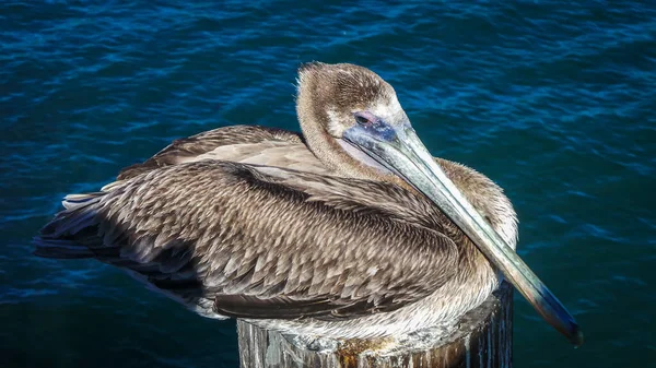 Großaufnahme Eines Pelikans Der Auf Einem Holzpfahl Der Pazifikküste Ruht — Stockfoto