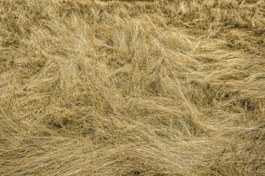 Close up of dry grass in Wimbledon Common in summer 2022