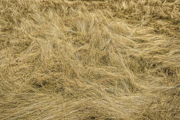 Close up of dry grass in Wimbledon Common in summer 2022