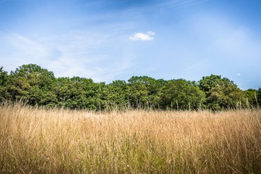 Dry long grass in a meadow of Wimbledon Common in summer 2022