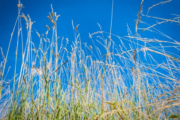 Close Dry Long Grass Meadow Wimbledon Common Summer — Foto de Stock