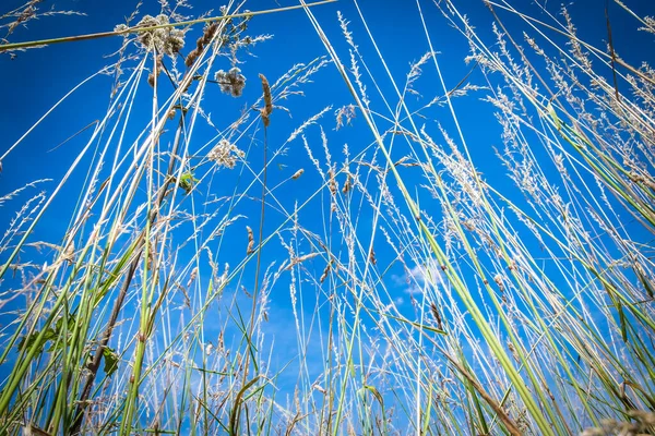 Close Dry Long Grass Meadow Wimbledon Common Summer — 스톡 사진