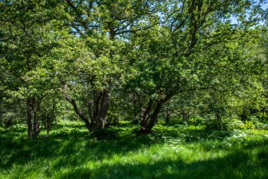 View of a wood in full bloom in summer in Wimbledon Common