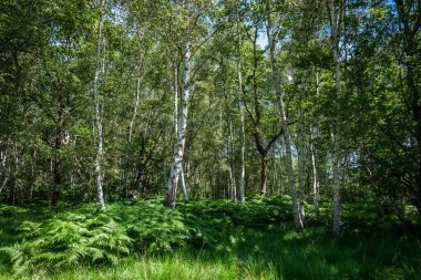 View of a wood in full bloom in summer in Wimbledon Common