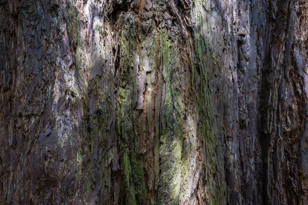 Primer Plano Corteza Del Árbol Cannizaro Park Wimbledon —  Fotos de Stock