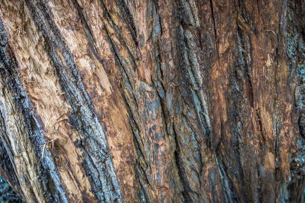 Закрытие Коры Деревьев Парке Каннизаро Уимблдон — стоковое фото
