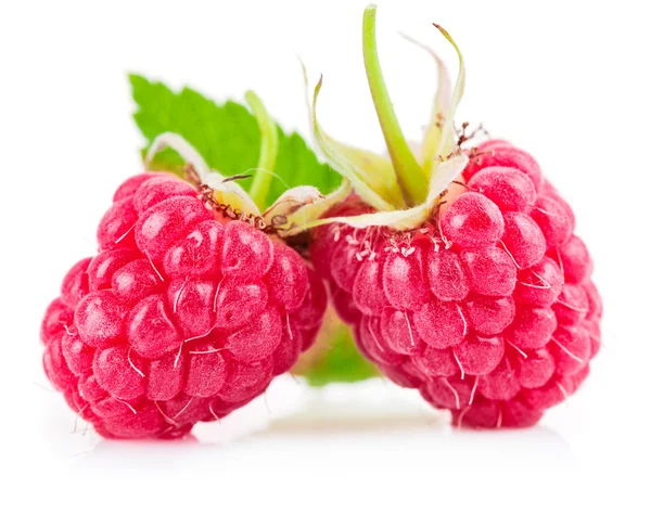 Raspberry berries with green leaf — Stock Photo, Image