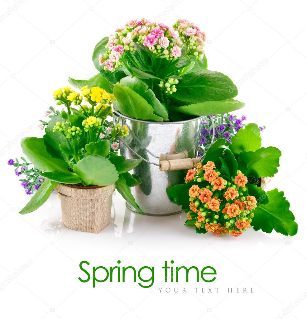 Spring flowers with green leaves in bucket