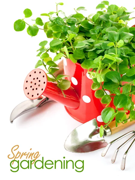 Planta verde em vermelho regador com ferramentas de jardim — Fotografia de Stock