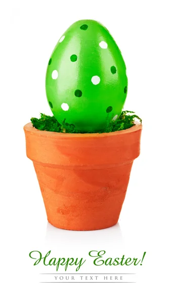 Green easter egg in the pot — Stock Photo, Image