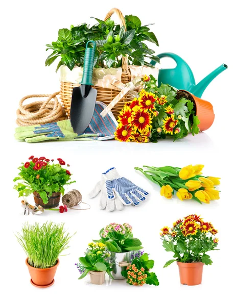 Set spring flower with garden tool — Stock Photo, Image